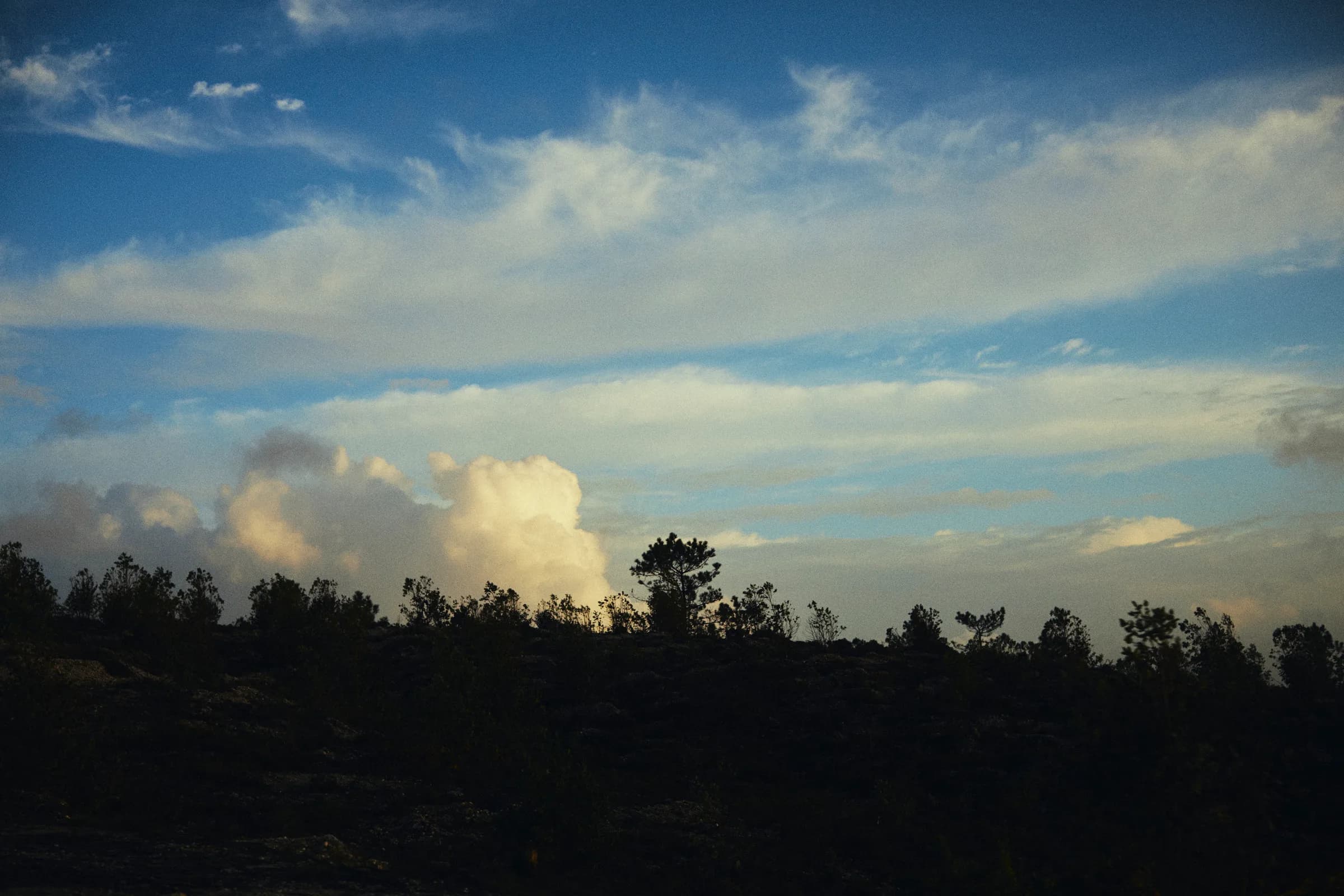 Siluetas de árboles bajo nubes iluminadas al atardecer