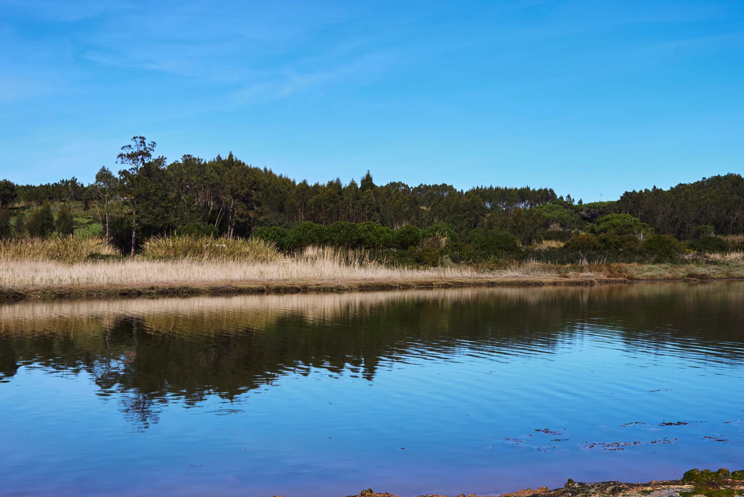 Laguna en calma que refleja el bosque y el cielo azul