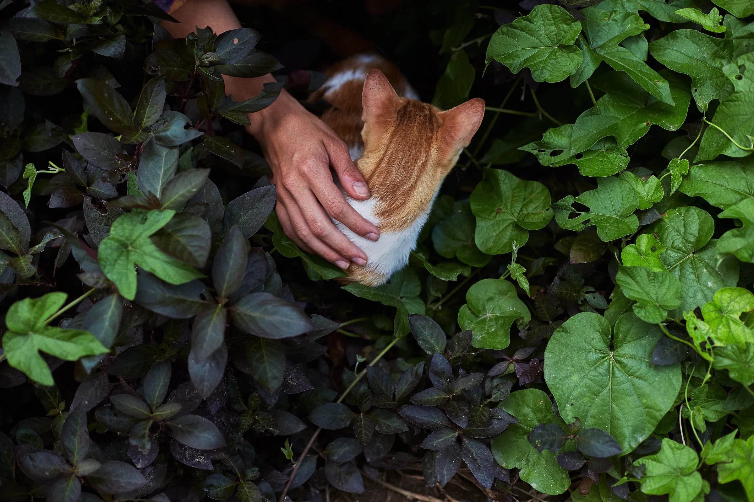 Mano que acaricia a un gato naranja entre hojas verdes