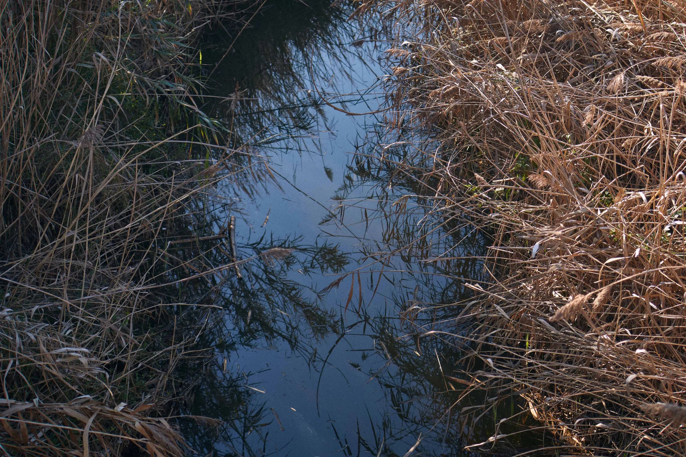 Canal entre juncos secos que refleja el cielo azul