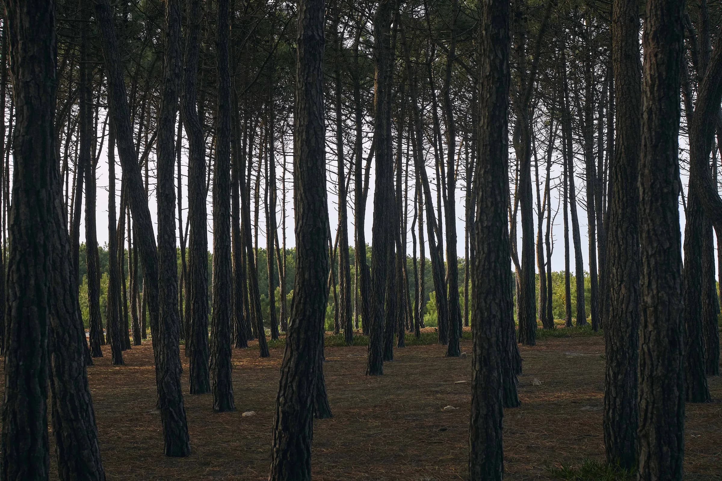 Bosque de pinos con troncos altos y oscuros