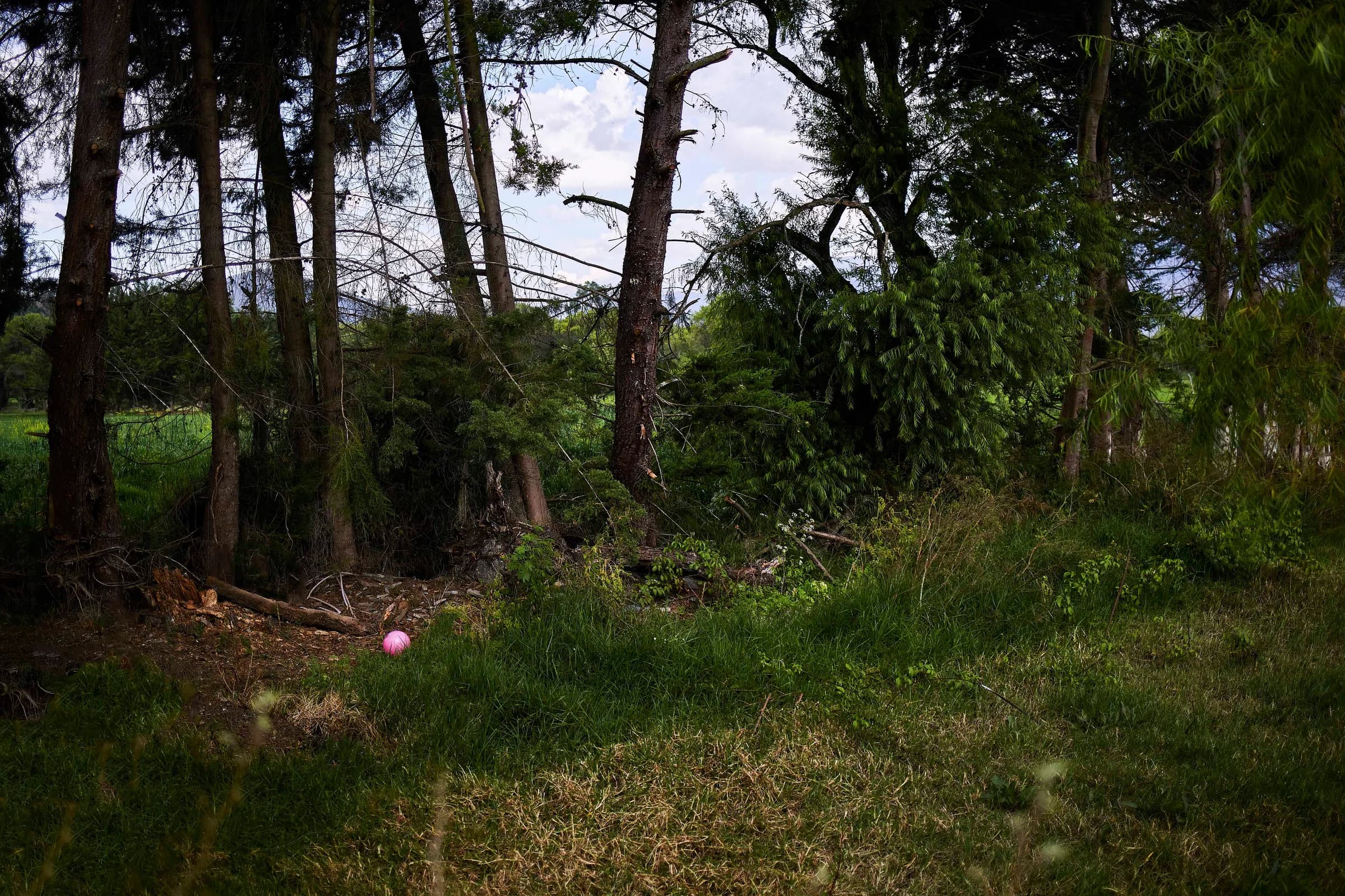 Bosque de pinos con una pelota rosada en el pasto