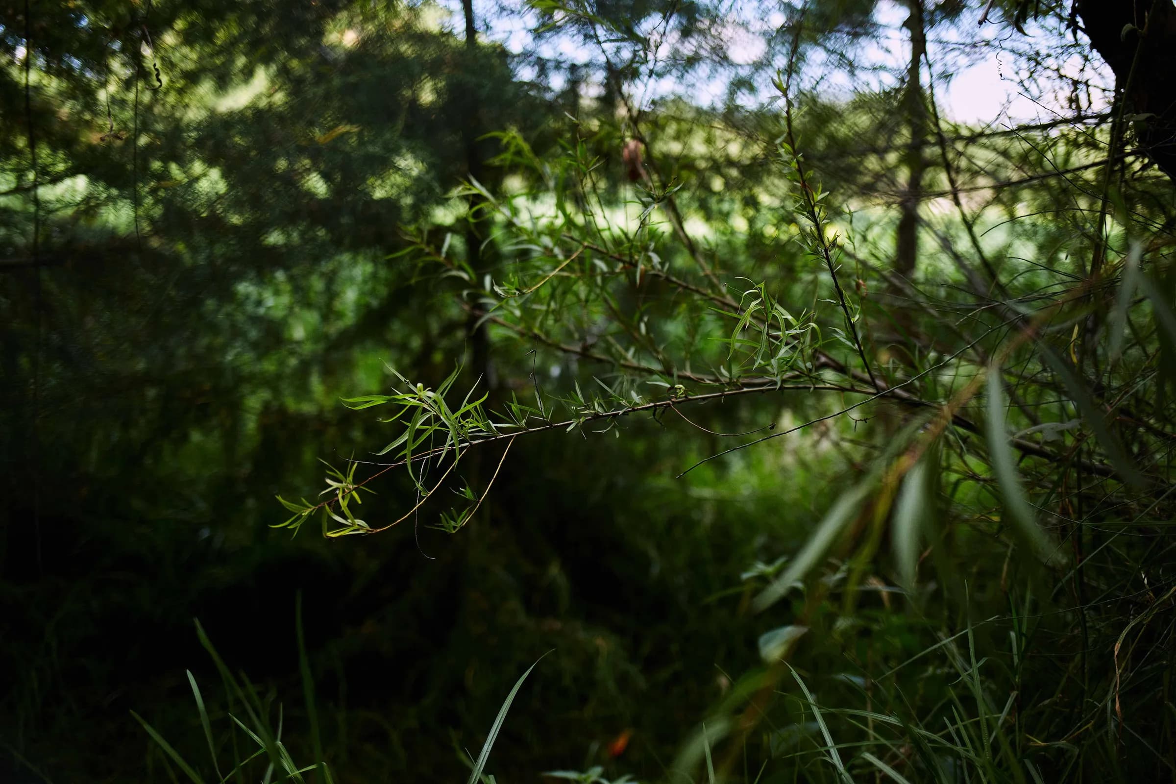 Ramas de sauce entre la sombra del bosque
